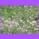 Roadside Flowers.jpg